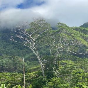 Meet your Posher, Pinky